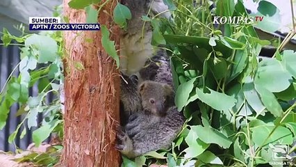 Rentan Penyakit Mematikan dan Kehilangan Habitat, Koala Australia Terancam Punah