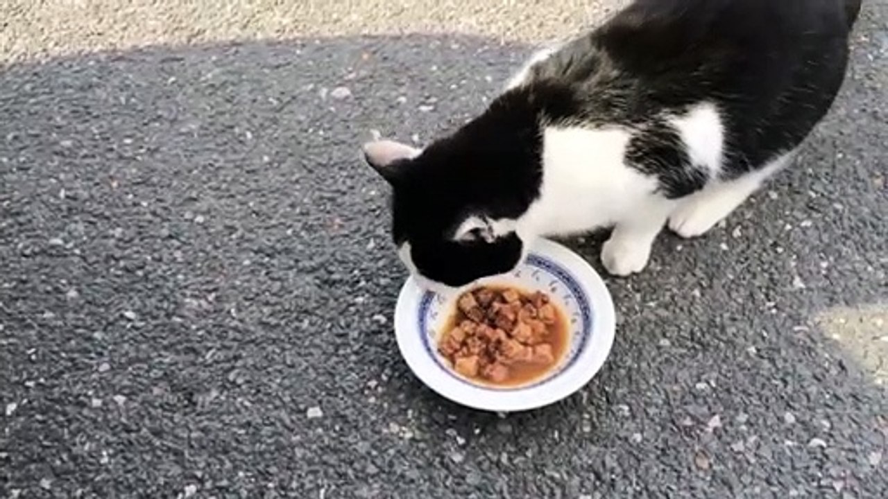 Cat Eating | Cate eating foods| Sometimes cates are danger | cats acting so amazing | cats are fabulous