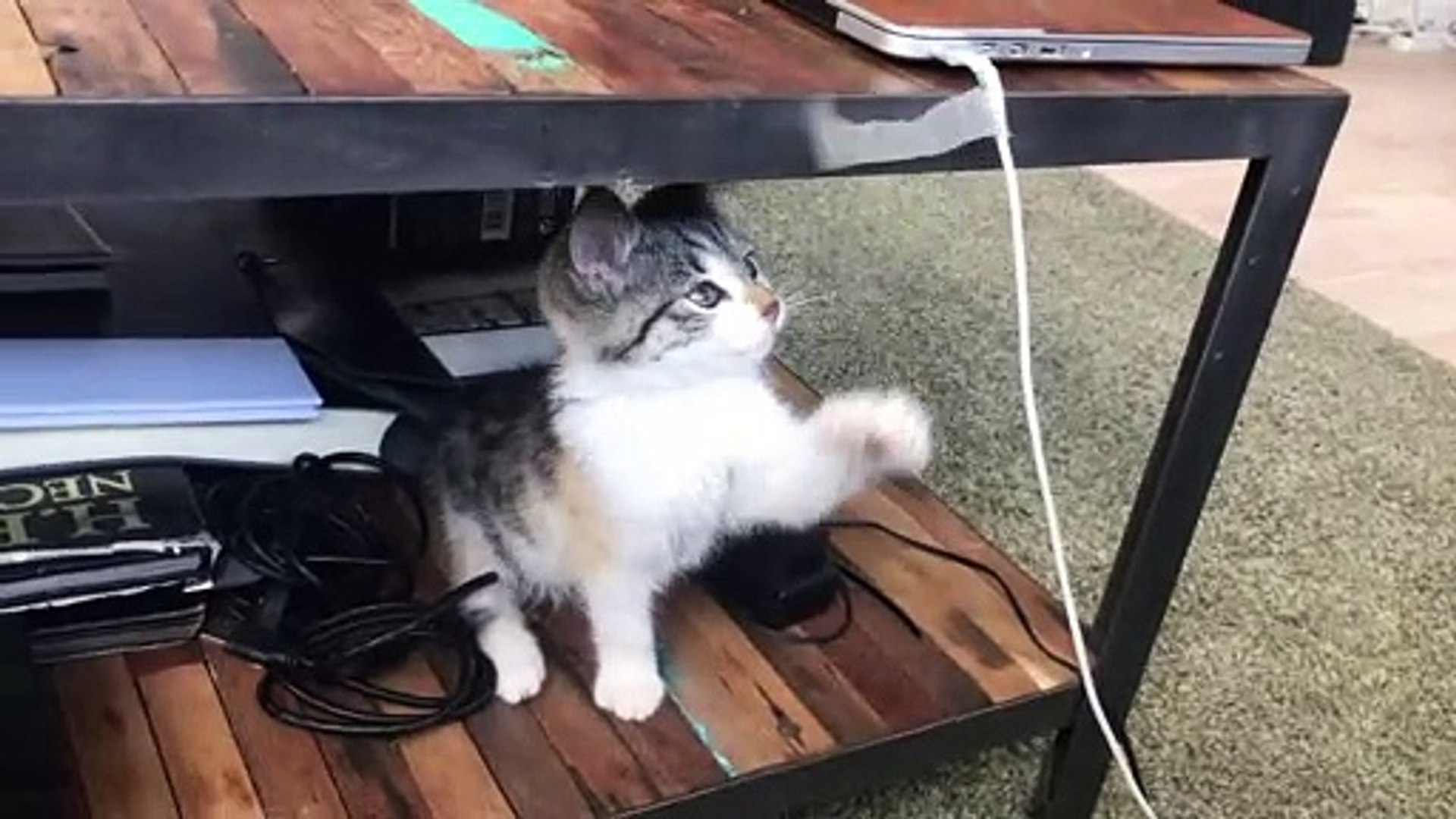 ⁣jumping cat | cat jump | cat is dancing | amazing animals cat | The cat video | cat video