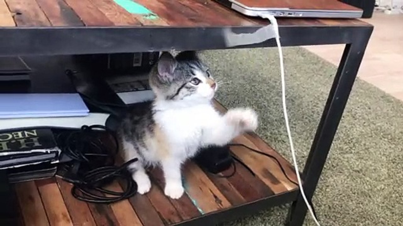 jumping cat | cat jump | cat is dancing | amazing animals cat | The cat video | cat video