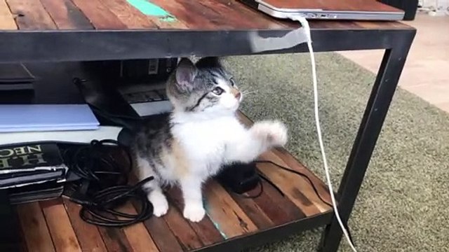 jumping cat | cat jump | cat is dancing | amazing animals cat | The cat video | cat video