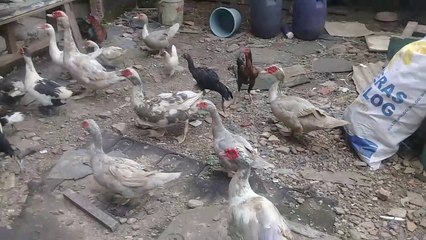 Usaha Ternak Entok , Salah Satu Usaha Yang Menjanjikan Hasil Yang Maksimal