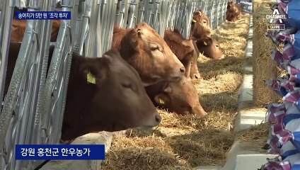 5만 원 송아지·5천 원 빌딩?…2030 ‘조각 투자’ 열풍