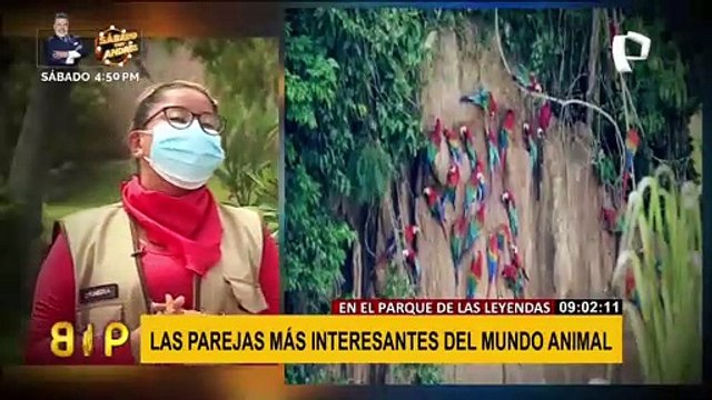 Amor Animal: Por San Valentín conozca las parejas favoritas del Parque de las Leyendas