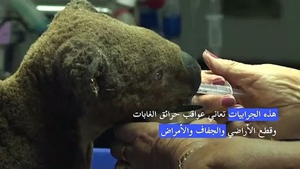 أستراليا تعتبر رسمياً الكوالا حيوانات "مهددة بالانقراض"
