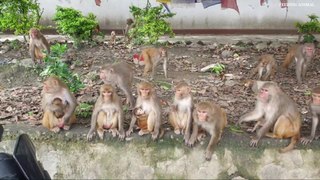 Monkey eat 55 Ibs Litchi __ feeding litchi to the hungry monkey __ monkey like l_Full-HD