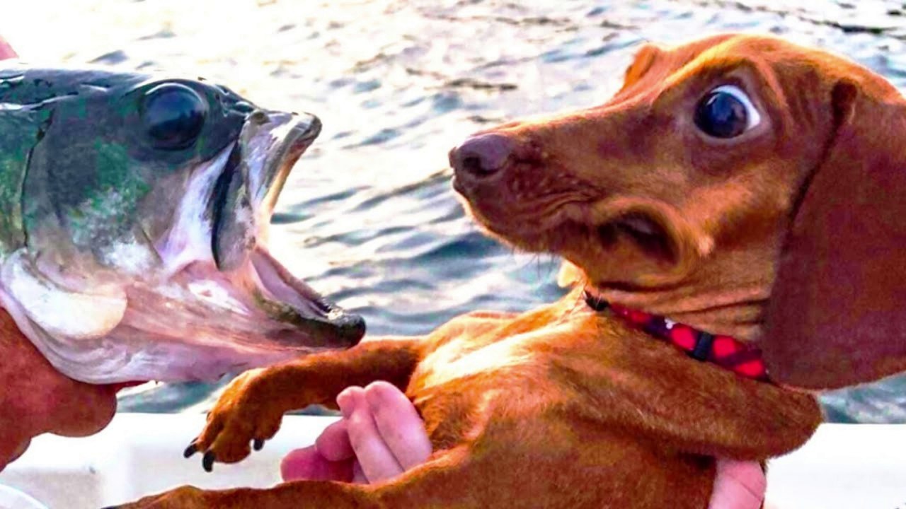 funny animals #tik tok 