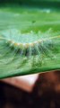 A strange looking_ yet common species found throughout India is the Common Baron. The caterpillar is known for its peculiar looks_ sporting an odd array of green spines that actually match certain leaf markings