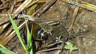 While it looks like rather docile creature_ giant diving beetle is actually a carnivorous insect with a viscous appetite. Capable of hunting prey much larger than itself_ these predators use their unproportiona