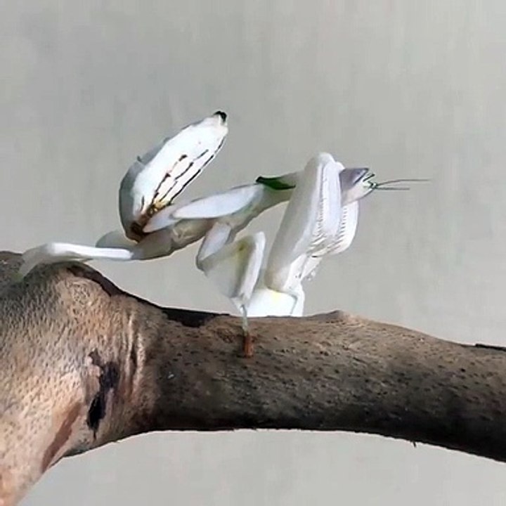 This white orchid mantis is an actual beast. Instead of eating one fly at a time_ this guy straight up catches two at once_ Devouring them alive with shear efficiency and prowess_ mantises truly are formidable