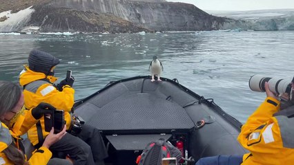 Penguin Takes a Ride on an Antarctic Taxi