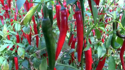 Pul biberde hile nasıl anlaşılır? İşte o yöntem