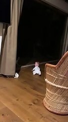 Cheetah Slams Into Window While Charging at Unsuspecting Baby