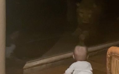 Cheetah Slams Into Window While Charging at Unsuspecting Baby
