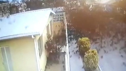 Des centaines d’oiseaux s’écrasent subitement au sol au Mexique