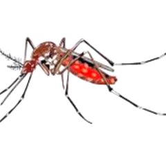 Mosquitoes Facts Videos Amazing