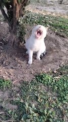 Cat  Cute Video By Kingdom of Awais