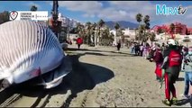Una ballena varada de nueve metros aparece en la playa de Estepona