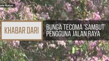 Khabar Dari Pulau Pinang: Bunga tecoma 'sambut' pengguna jalan raya