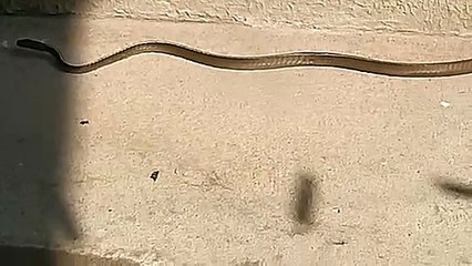 Cobra é encontrada no quintal de residência no Parque Ibirapuera