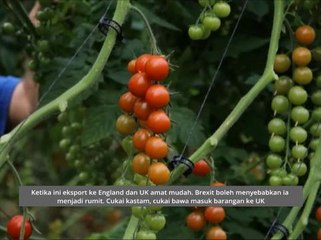 Peniaga buah terkena 'tempias' Brexit