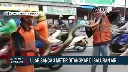 Warga Geger, Petugas PPSU Amankan Ular Sanca Kembang 3 Meter dalam Saluran Air di Koja Jakarta!