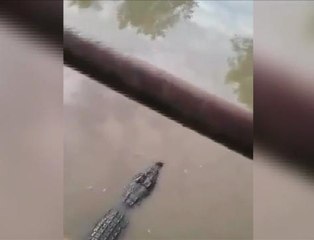 #Bualan 12 Mac: Rakaman buaya di Samarahan