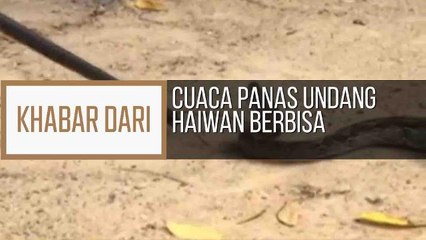 Khabar Dari Kelantan: Penduduk diminta berwaspada, cuaca panas undang haiwan berbisa