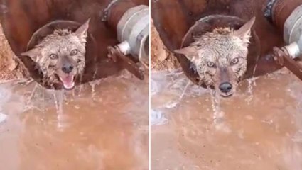 Kurt yavrusunun sıkıştığı yer şaşkınlık yarattı! Videoyu çeken vatandaşa ise sitem yağdı