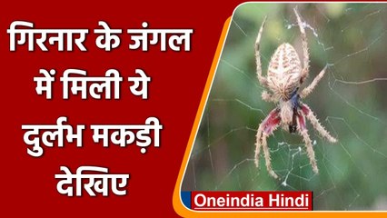New Spider Species: गिरनार के जंगल में मिली दुर्लभ मकड़ी | Wildlife |Gujarat | वनइंडिया हिंदी