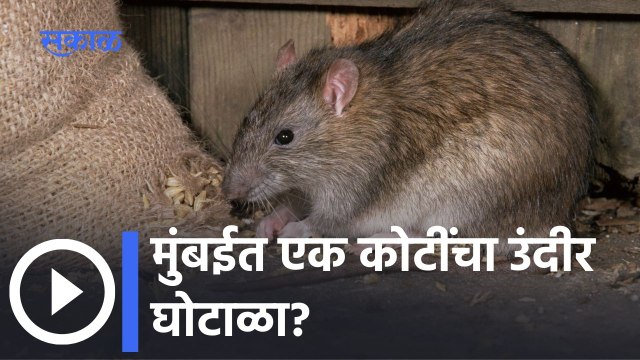 BMC Rat Scam: मुंबईत एक कोटींचा उंदीर घोटाळा? : पाहा व्हिडीओ