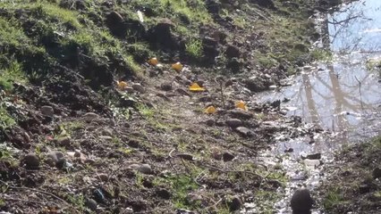 Arazi anlaşmazlığı kavgasında 3 kişi yaralandı