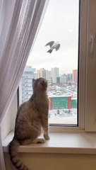 Cute cat videos |#14   | Cat Videos |Funny videos |Baby Cat | #cats  #catvideos