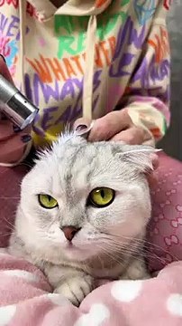 Cute cat videos |#13 | Cat Videos |Funny videos |Baby Cat | #cats #catvideos