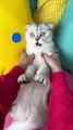 Cute cat videos |#15   | Cat Videos |Funny videos |Baby Cat | #cats  #catvideos