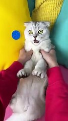Cute cat videos |#15   | Cat Videos |Funny videos |Baby Cat | #cats  #catvideos