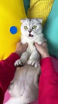 Cute cat videos |#15 | Cat Videos |Funny videos |Baby Cat | #cats #catvideos