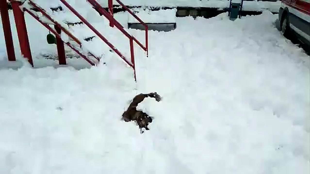 Köpeğin Kar Keyfi