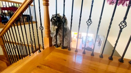 Raccoon Struggles to Fit Through Railing