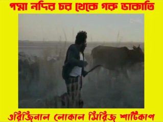 পদ্মা নদীর চর থেকে গরু ডাকাতি | Cow robbery from Padma river island | Shaaticup | শাটিকাপ
