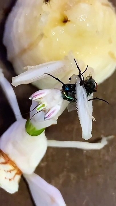 Mantis love eat crickets