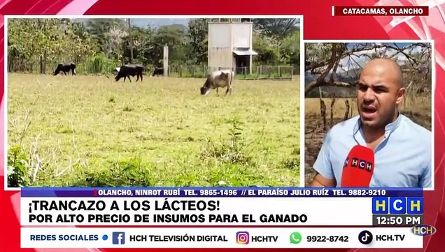 “De rodillas” ganaderos de Olancho, por alza a precios de los insumos