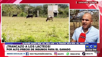 “De rodillas” ganaderos de Olancho, por alza a precios de los insumos