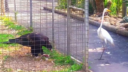 30 TIMES ANIMALS MESSED WITH THE WRONG OPPONENT