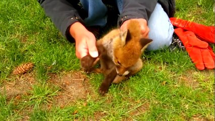 ANIMALS THAT ASKED PEOPLE FOR HELP