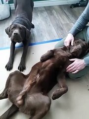 Chocolate Lab Having a Conversation With Its Human