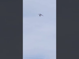 Flying Boat Glides Over Lake