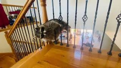 Raccoon Struggles to Fit Through Railing