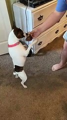 Princess gets a new Buffalo bone