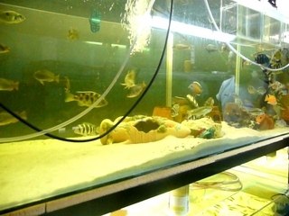 Vidéos poissons 021